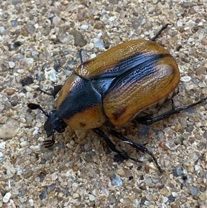 Chondropyga dorsalis at Jerrabomberra, NSW - 9 Jan 2025