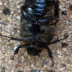 Chondropyga dorsalis at Jerrabomberra, NSW - 9 Jan 2025