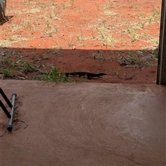 Varanus tristis (Black-headed Monitor) at Lake Mackay, NT - 31 Dec 2024 by Darcy