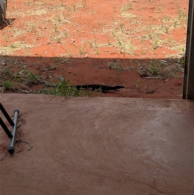 Varanus tristis (Black-headed Monitor) at Lake Mackay, NT - 31 Dec 2024 by Darcy