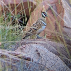 Geophaps plumifera (Spinifex Pigeon) at Lake Mackay, NT - 1 Jan 2025 by Darcy