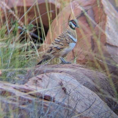 Geophaps plumifera (Spinifex Pigeon) at Lake Mackay, NT - 1 Jan 2025 by Darcy