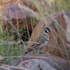 Geophaps plumifera at Lake Mackay, NT - 1 Jan 2025 06:03 PM