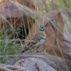 Geophaps plumifera at Lake Mackay, NT - 1 Jan 2025 06:03 PM