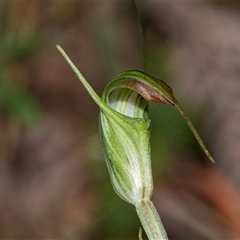 Diplodium decurvum (Summer greenhood) at Palerang, NSW - 7 Jan 2025 by AlisonMilton