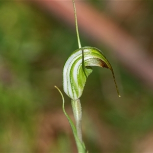 Diplodium decurvum at Palerang, NSW - 7 Jan 2025