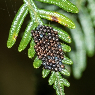 Pentatomidae (family) (Shield or Stink bug) at Palerang, NSW - 7 Jan 2025 by AlisonMilton