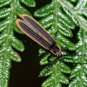 Trichalus sp. (genus) at Palerang, NSW - 7 Jan 2025 01:01 PM