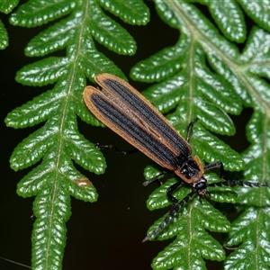 Trichalus sp. (genus) at Palerang, NSW - 7 Jan 2025 01:01 PM