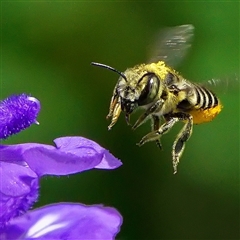 Megachile (Eutricharaea) serricauda (Leafcutter bee, Megachilid bee) at Page, ACT - 9 Jan 2025 by DonTaylor