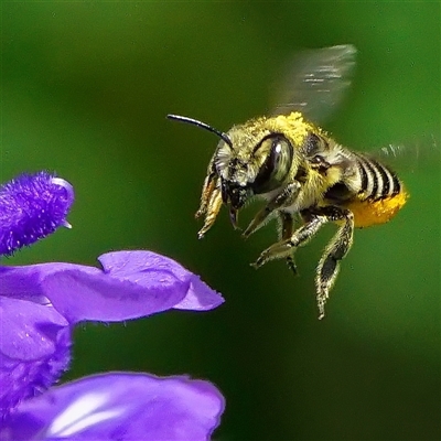 Megachile (Eutricharaea) sp. (genus & subgenus) at Page, ACT - 9 Jan 2025 by DonTaylor