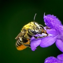 Megachile (Eutricharaea) serricauda at Page, ACT - 9 Jan 2025 12:37 PM