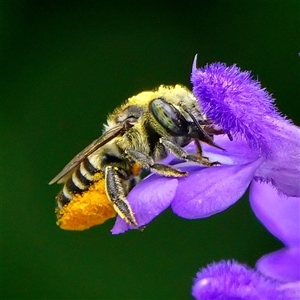 Megachile (Eutricharaea) serricauda at Page, ACT - 9 Jan 2025 12:37 PM