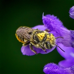 Megachile (Eutricharaea) serricauda at Page, ACT - 9 Jan 2025 12:37 PM