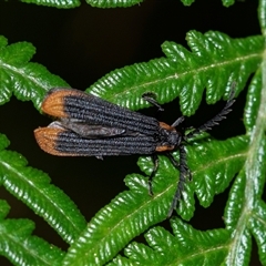 Lycidae sp. (family) (Net-winged beetle) at Palerang, NSW - 7 Jan 2025 by AlisonMilton