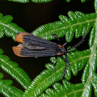 Lycidae (family) (Net-winged beetle) at Palerang, NSW - 7 Jan 2025 by AlisonMilton
