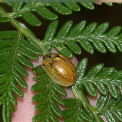 Paropsisterna bimaculata (Tasmanian Eucalyptus Leaf Beetle) at Palerang, NSW - 7 Jan 2025 by AlisonMilton