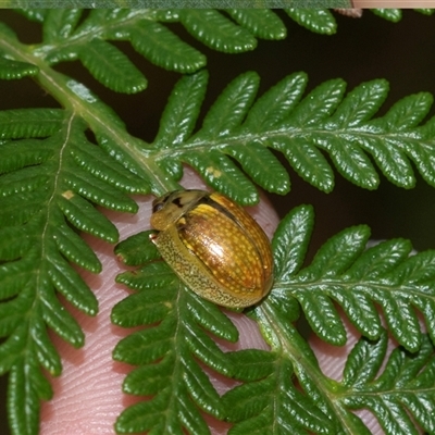 Paropsisterna bimaculata (Tasmanian Eucalyptus Leaf Beetle) at Palerang, NSW - 7 Jan 2025 by AlisonMilton