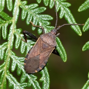 Amorbus sp. (genus) at Palerang, NSW - 7 Jan 2025 02:53 PM