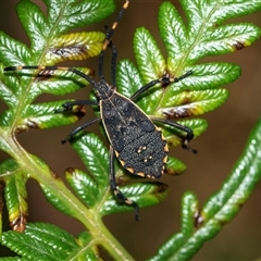 Amorbus (genus) (Eucalyptus Tip bug) at Palerang, NSW - 7 Jan 2025 by AlisonMilton