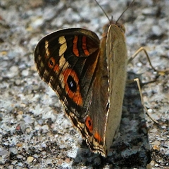 Junonia villida (Meadow Argus) at Page, ACT - 9 Jan 2025 by DonTaylor