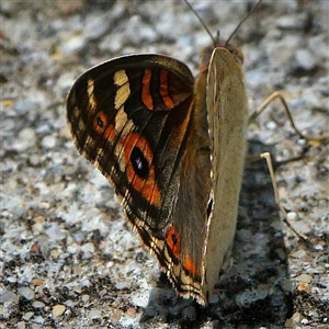 Junonia villida at Page, ACT - 9 Jan 2025