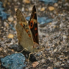 Junonia villida at Page, ACT - 9 Jan 2025