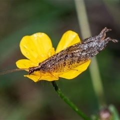 Oedosmylus tasmaniensis (Lacewing) at Palerang, NSW - 7 Jan 2025 by AlisonMilton