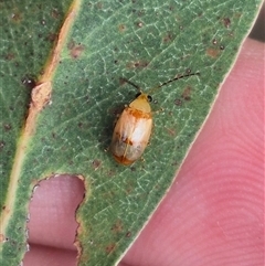 Monolepta australis (Red-shouldered Leaf Beetle) at Bungendore, NSW - 9 Jan 2025 by clarehoneydove