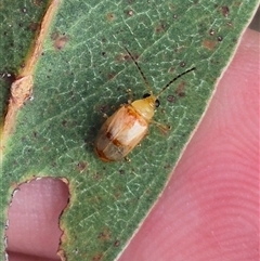 Monolepta australis at Bungendore, NSW - 9 Jan 2025