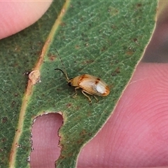 Monolepta australis at Bungendore, NSW - 9 Jan 2025