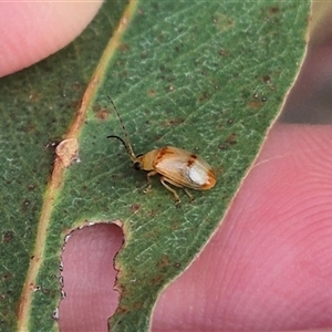 Monolepta australis at Bungendore, NSW - 9 Jan 2025