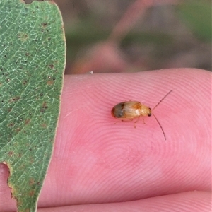 Monolepta australis at Bungendore, NSW - 9 Jan 2025