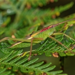 Narea sp. (genus) (A katydid) at Palerang, NSW - 7 Jan 2025 by AlisonMilton
