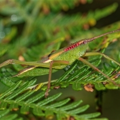 Narea sp. (genus) at Palerang, NSW - 7 Jan 2025 by AlisonMilton