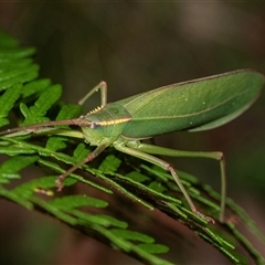 Narea sp. (genus) (A katydid) at Palerang, NSW - 7 Jan 2025 by AlisonMilton