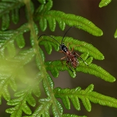 Ichneumonoidea (Superfamily) (A species of parasitic wasp) at Palerang, NSW - 7 Jan 2025 by AlisonMilton