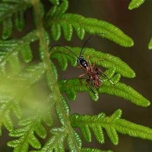 Ichneumonoidea (Superfamily) at Palerang, NSW - 7 Jan 2025 02:47 PM