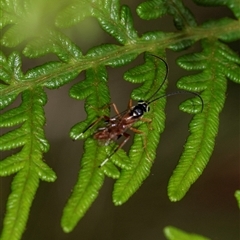 Ichneumonoidea (Superfamily) at Palerang, NSW - 7 Jan 2025 02:47 PM