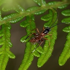 Ichneumonoidea (Superfamily) at Palerang, NSW - 7 Jan 2025 02:47 PM