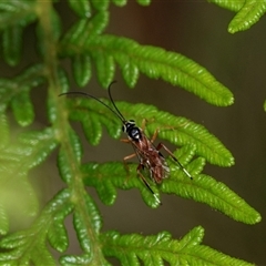 Ichneumonoidea (Superfamily) at Palerang, NSW - 7 Jan 2025 02:47 PM