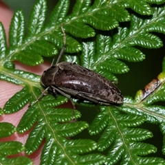 Trigonodera sp. (genus) (Wedge-shaped beetle) at Palerang, NSW - 7 Jan 2025 by AlisonMilton