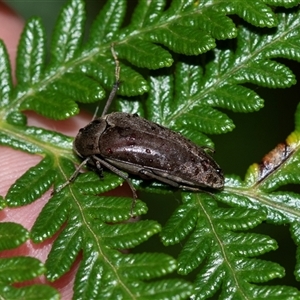 Trigonodera sp. (genus) at Palerang, NSW - 7 Jan 2025