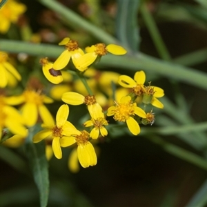 Senecio linearifolius at Palerang, NSW - 7 Jan 2025