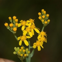 Senecio linearifolius at Palerang, NSW - 7 Jan 2025 02:19 PM