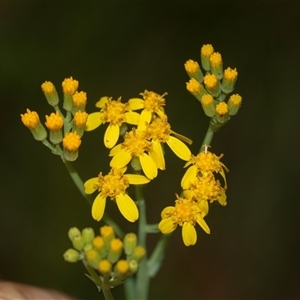 Senecio linearifolius at Palerang, NSW - 7 Jan 2025