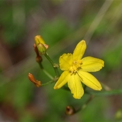 Bulbine bulbosa (Golden Lily, Bulbine Lily) at Palerang, NSW - 7 Jan 2025 by AlisonMilton