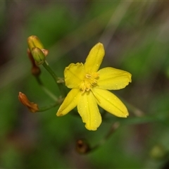 Bulbine bulbosa at Palerang, NSW - 7 Jan 2025 02:53 PM