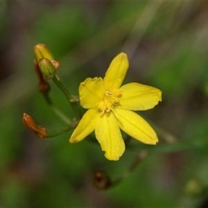 Bulbine bulbosa at Palerang, NSW - 7 Jan 2025 02:53 PM