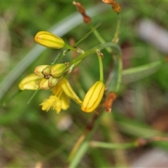 Bulbine bulbosa at Palerang, NSW - 7 Jan 2025 02:53 PM